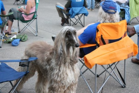 Dog at Robinella Concert, Market Square, Knoxville, May 2013