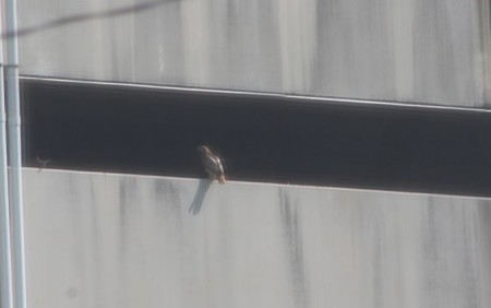 Hawk as seen through my condo window, Knoxville, Summer 2013