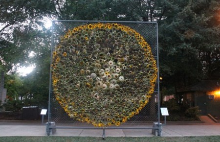Sunflower Installation on Krutch Park, Knoxville, September 2013