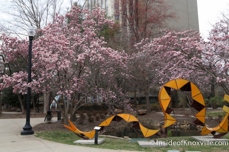 First Spring Color in the city, Krutch Park, Knoxville, March 2014