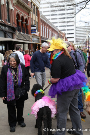 Mayor Rogero checks out the pooches, Mardi Growl, Knoxville, March 2014