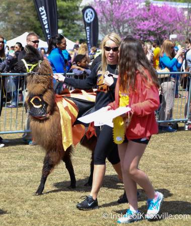 Great Llama Race, World's Fair Park, Knoxville, April 2014