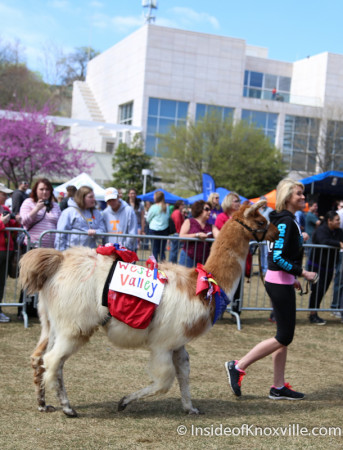 Great Llama Race, World's Fair Park, Knoxville, April 2014