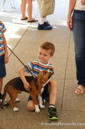Bark in the Park, Knoxville, June 2014
