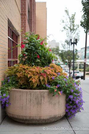 Greg Blankenship's Floral Handiwork, Knoxville, August 2014