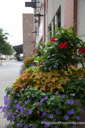 Greg Blankenship's Floral Handiwork, Knoxville, August 2014