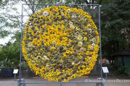 Sunflower Project, Knoxville, September 2014-1