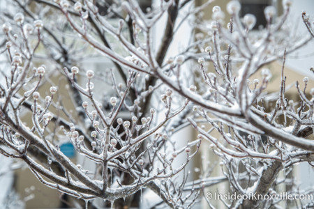 Ice, Knoxville, February 2015