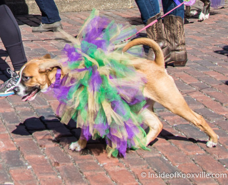 Mardi Growl, Knoxville, March 2015