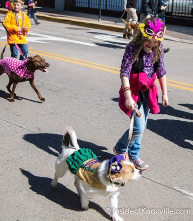 Mardi Growl, Knoxville, March 2015