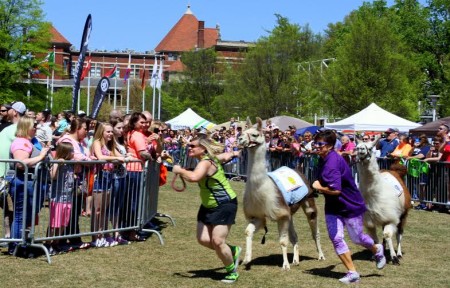 Great Llama Race, World's Fair Park, April 2015 (Photo by Heidi Hornick)