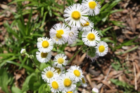A wildflower hike was held on Sunday at the Hastie Natural Area 