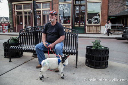 Goat Outside Boyd's Jig and Reel, Knoxville, March, 2015