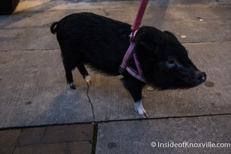 Porcine Friend on Gay Street, Knoxville, April 2015