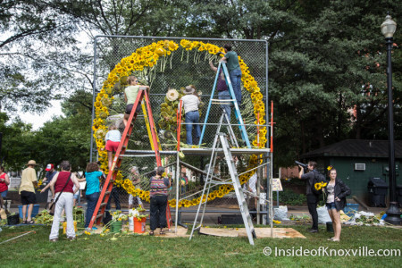 Labor Day Sunflower Project, Krutch Park, Knoxville, September 2015