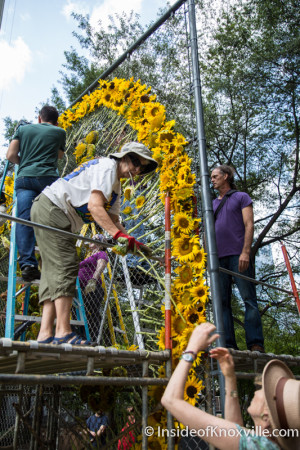 Labor Day Sunflower Project, Krutch Park, Knoxville, September 2015