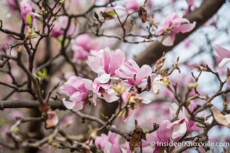 Japanese Magnolia, Krutch Park, Knoxville, March 2016