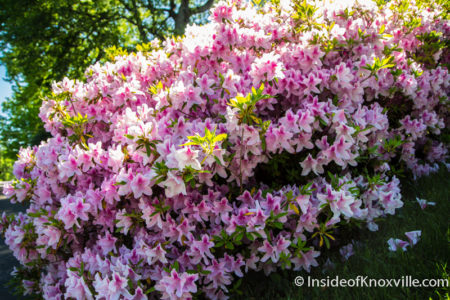 Azaleas Along the Way, Fourth and Gill Home Tour, Knoxville, April 2016
