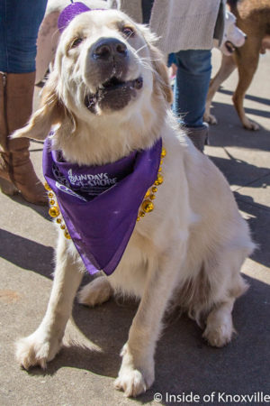 Mardi Growl, Knoxville, March 2018