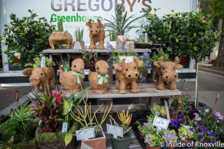Gregory's Greenhouse, Dogwood Arts Festival, Market Square, Knoxville, April 2018
