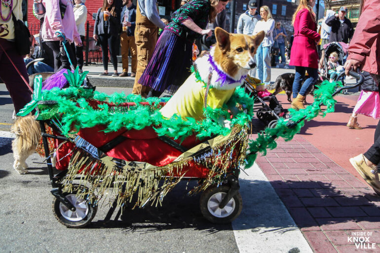 Mardi Growl Brightens Up the City Inside of Knoxville